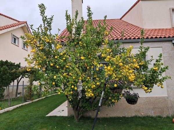 Mantenimiento de limonero