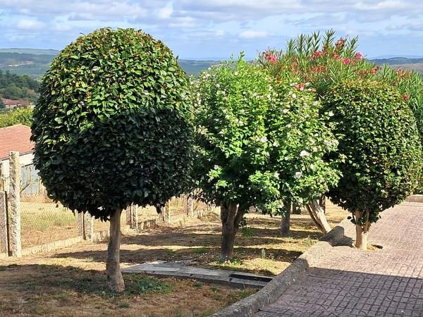 Poda de árboles ornamentales