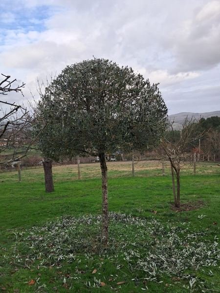 Poda ornamental de olivo