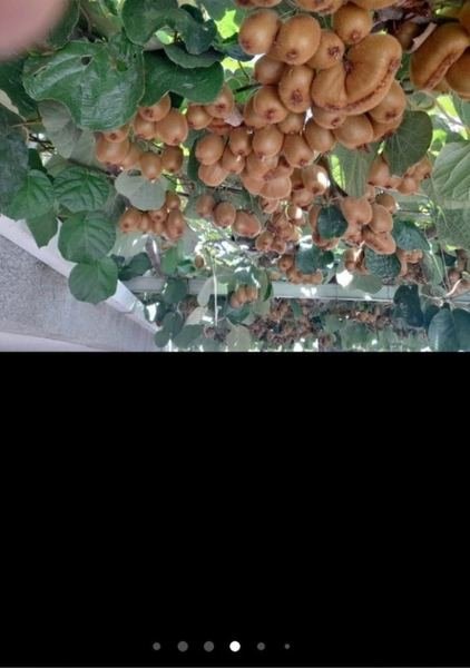 Kiwi en producción tras la poda