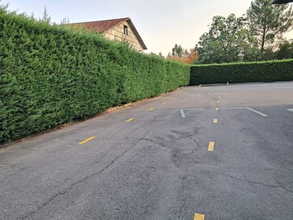 Recorte de seto en zona de aparcamiento